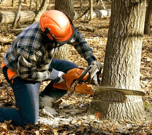 Tree Removal in Beecher Falls, VT